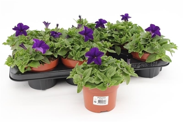 Petunia Dark Blue KR