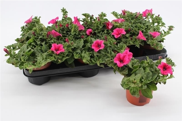 Petunia Hot Pink KR