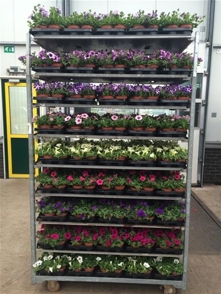 Petunia Mix CC KR