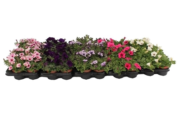 Petunia Mixlage KR