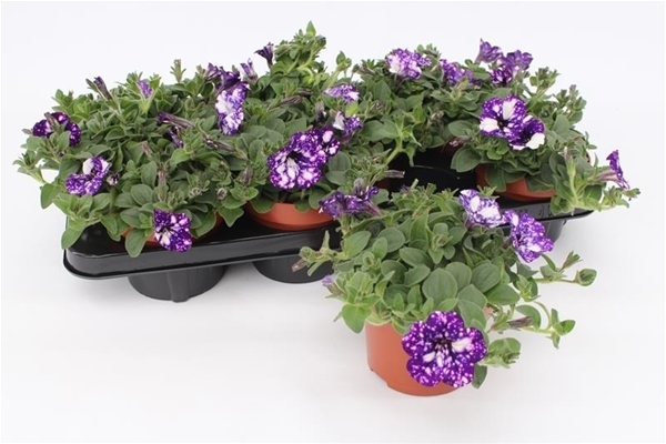 Petunia Night Sky KR