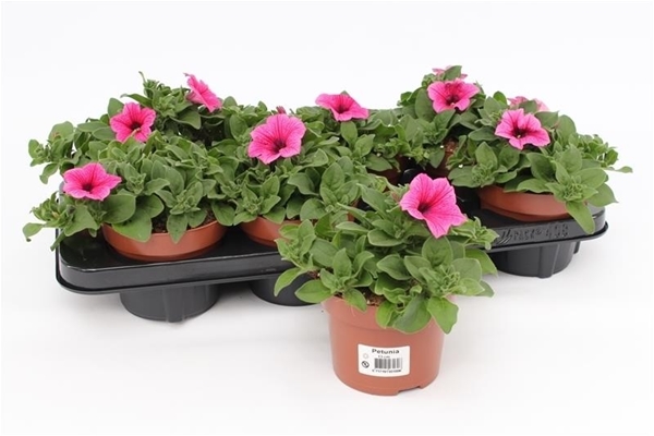 Petunia Pink KR