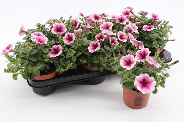 Petunia Pink Vein KR