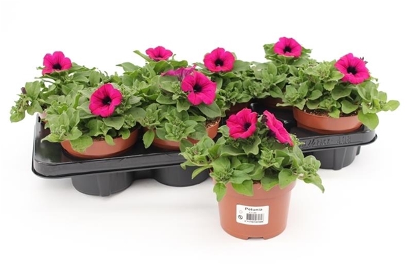 Petunia Purple KR