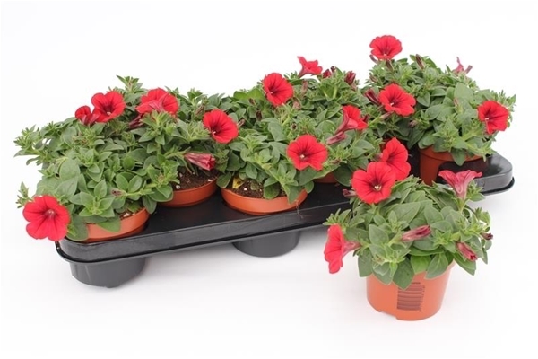 Petunia Red KR