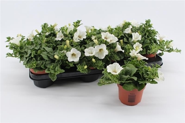 Petunia White KR