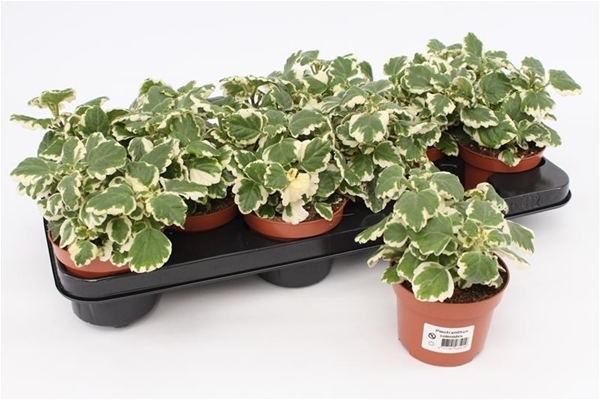 Plectranthus Coleoides KR