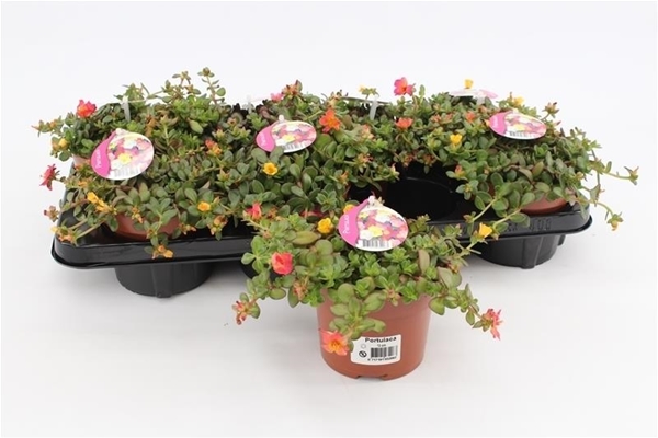 Portulaca Umbraticolata Carnaval KR