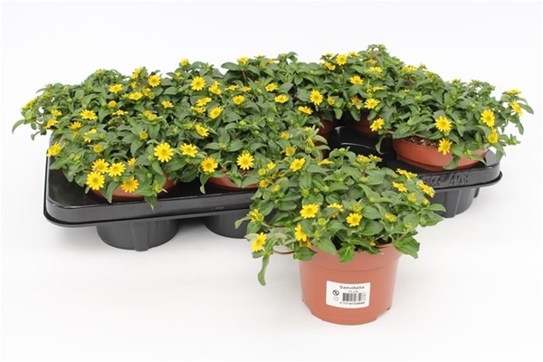 Sanvitalia Procumbens KR
