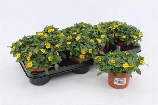 Sanvitalia Procumbens KR