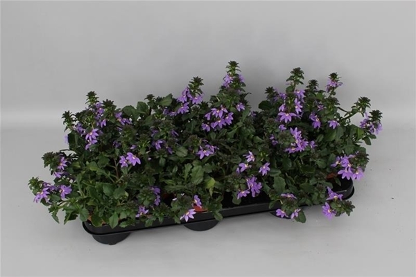 Scaevola Mixlage KR
