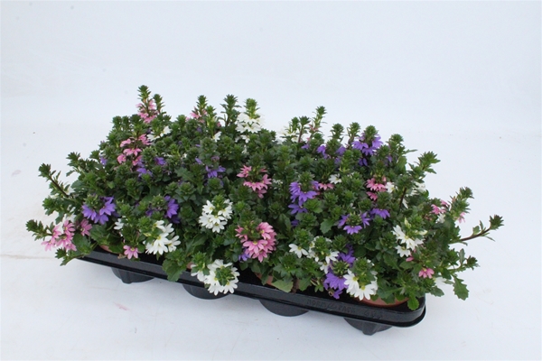 Scaevola Tricolor KR