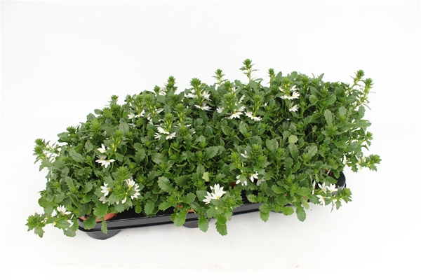 Scaevola White KR