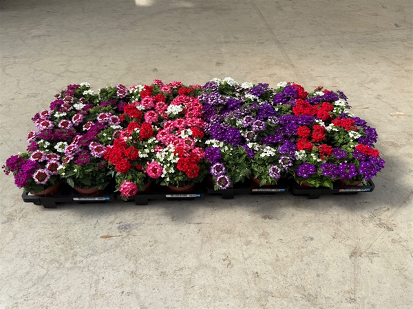 Verbena Tricolor Mixlage KR