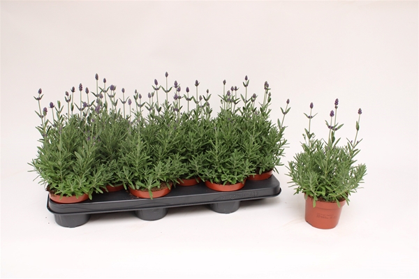 Lavandula Angustifolia Hidcote