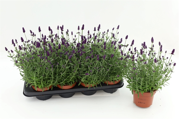 Lavandula Angustifolia Hidcote