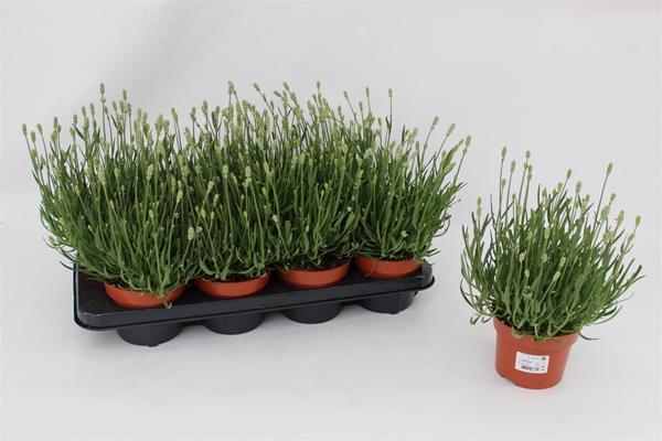 Lavandula Angustifolia White Ice
