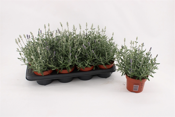 Lavandula Duo