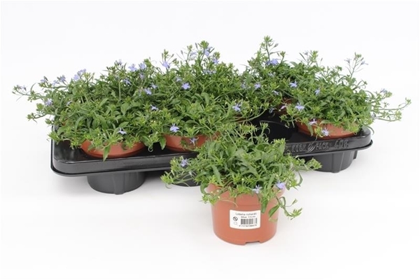 Lobelia Richardii Blau