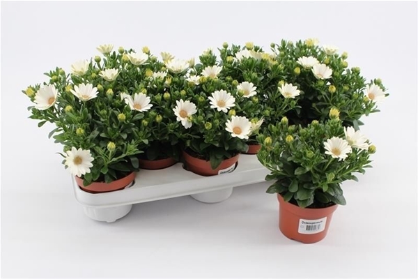 Osteospermum Creme