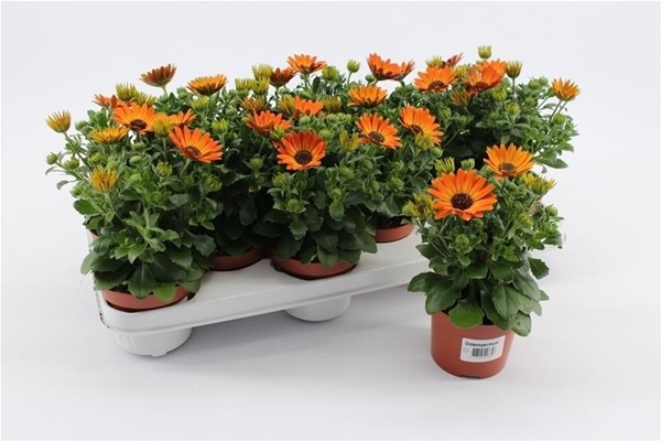 Osteospermum Magic Orange