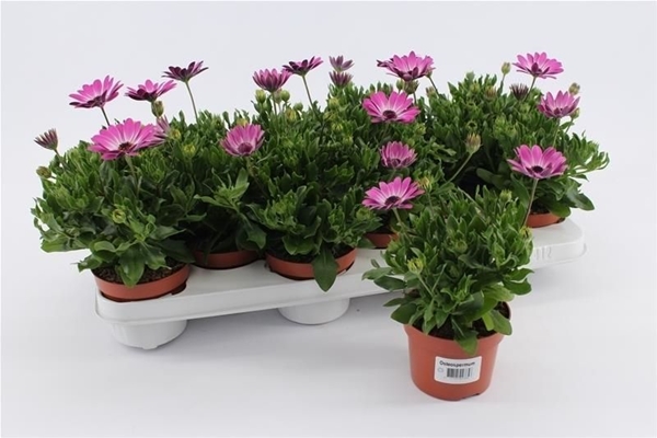 Osteospermum Margarita Pink Flare