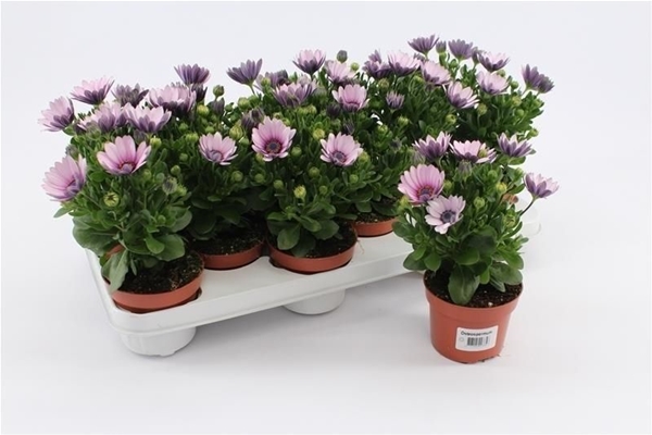 Osteospermum Pink With Eye