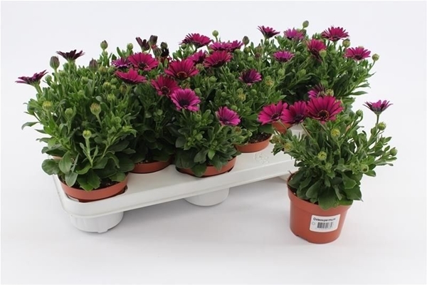 Osteospermum Lila