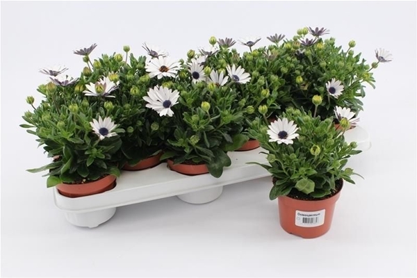 Osteospermum Weiss