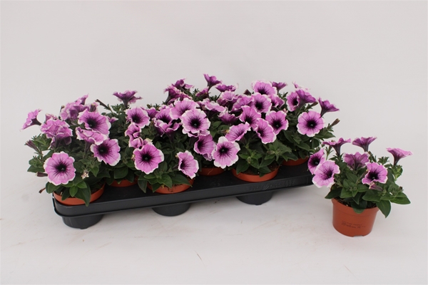Petunia Lavender Blush