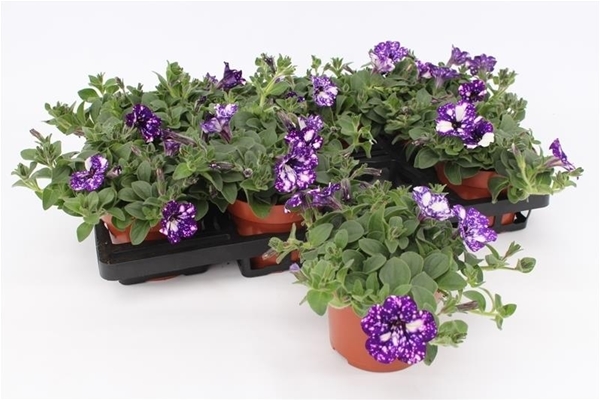 Petunia Surfinia Night Sky