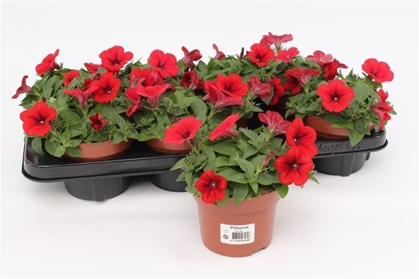 Petunia Surfinia Rot