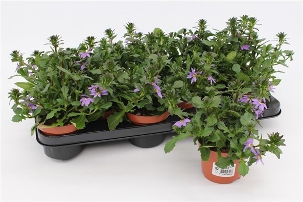 Scaevola Saligna Blue Fan
