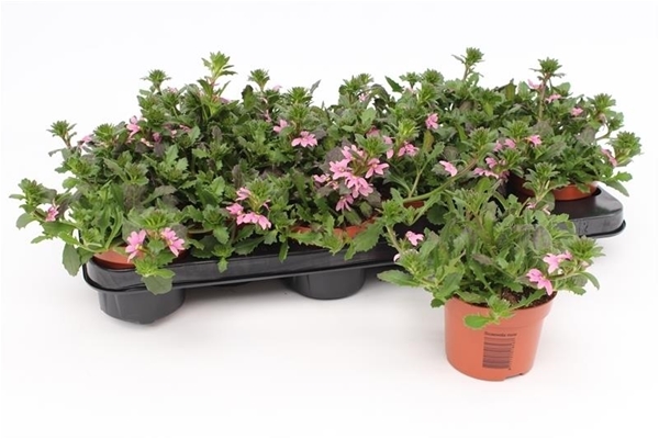 Scaevola Pink