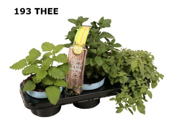 Mentha Teekräuter Minze 3-Pack 