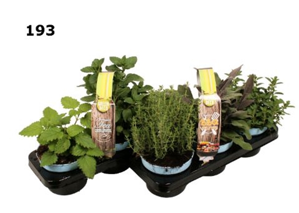 Krauter 3-Pack