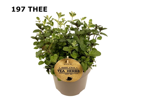 Mentha Teekräuter Minze Trio