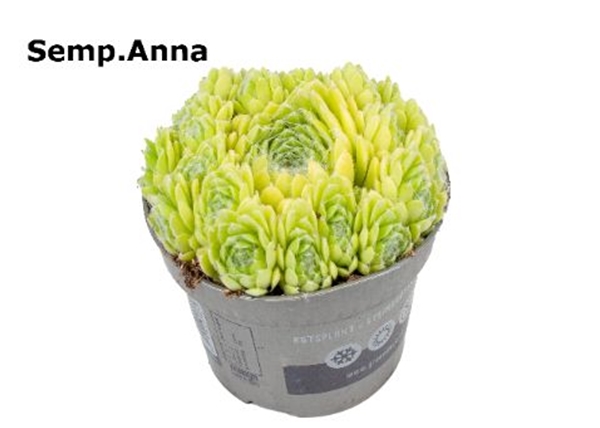 Sempervivum Anna 