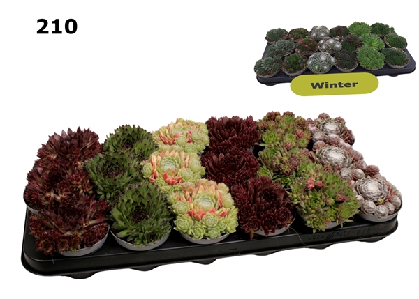 Sempervivum Mixtray