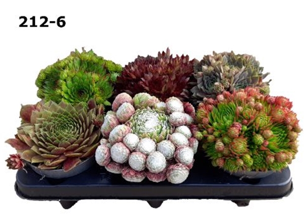Sempervivum Mixtray XL