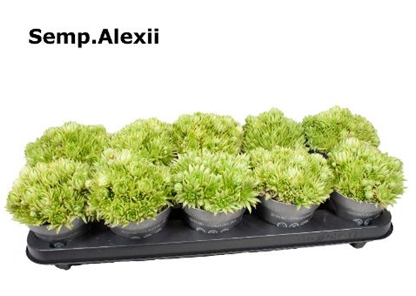 Sempervivum Alexii 