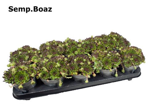 Sempervivum Boaz 