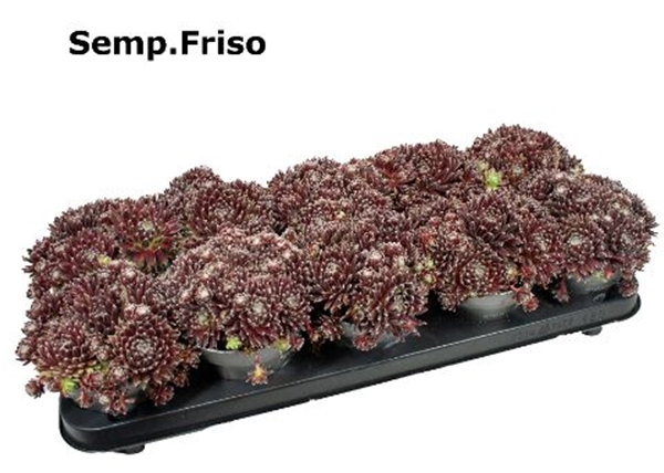 Sempervivum Friso 