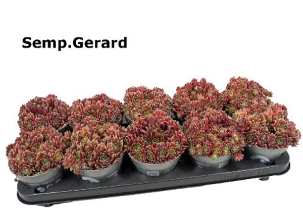 Sempervivum Gerard