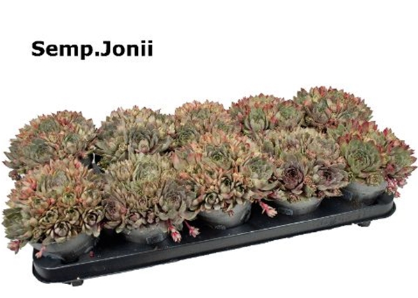Sempervivum Jonii 