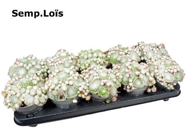Sempervivum Lois