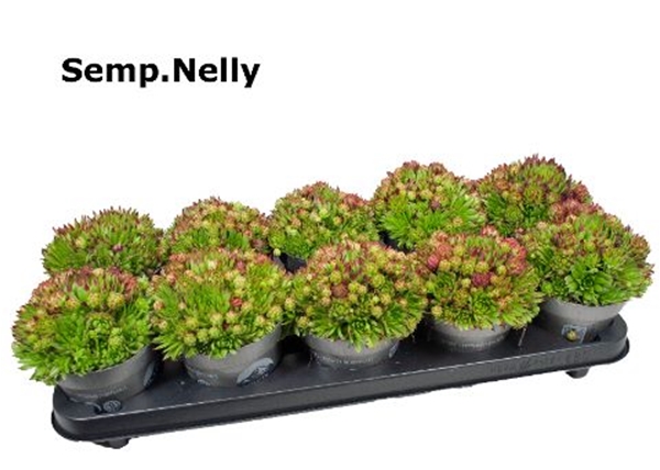 Sempervivum Nelly