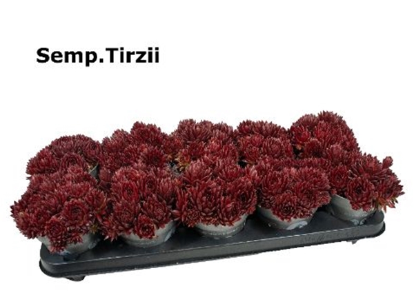 Sempervivum Tirzii 
