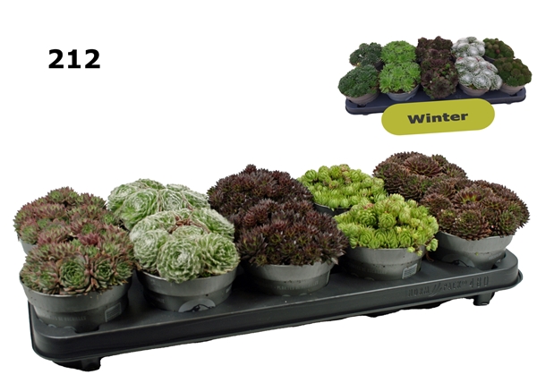Sempervivum Mixtray