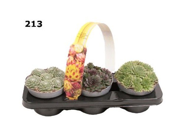 Sempervivum 3-Pack